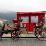 Les assurances auto pour les propriétaires de chevaux : les indispensables à connaître