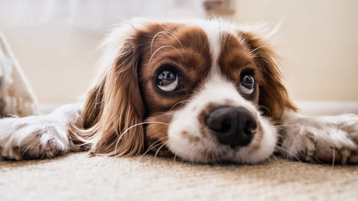 Assurance pour animaux : pourquoi est-elle indipensable ?